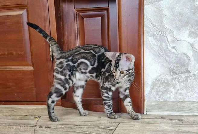 У котика много наград и достижений | Источник: Avito