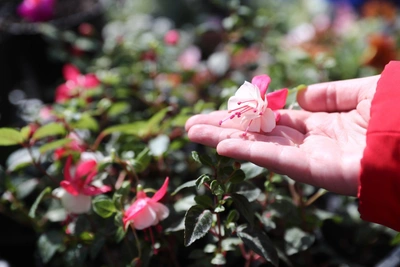 Фуксия: правила ухода и причины увядания