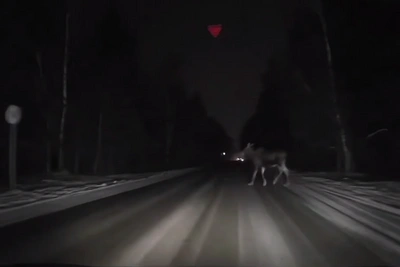 Лось едва не вызвал аварию на трассе в Нижегородской области