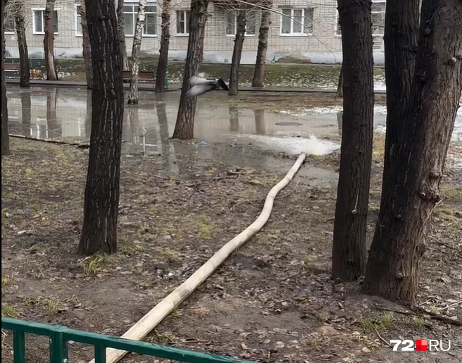 Это нормально? В Тюмени рабочие откачивали лужу с асфальта на газон поблизости — видео | Источник: Читатель 72.RU
