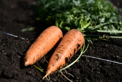Агроном советует лучшие сорта моркови для открытого грунта