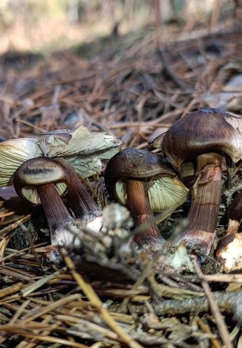 19 ноября в городе ожидается до +7 градусов  | Источник: Ольга Ефремова / «Грибы Екатеринбурга и Свердловской области» во «ВКонтакте»