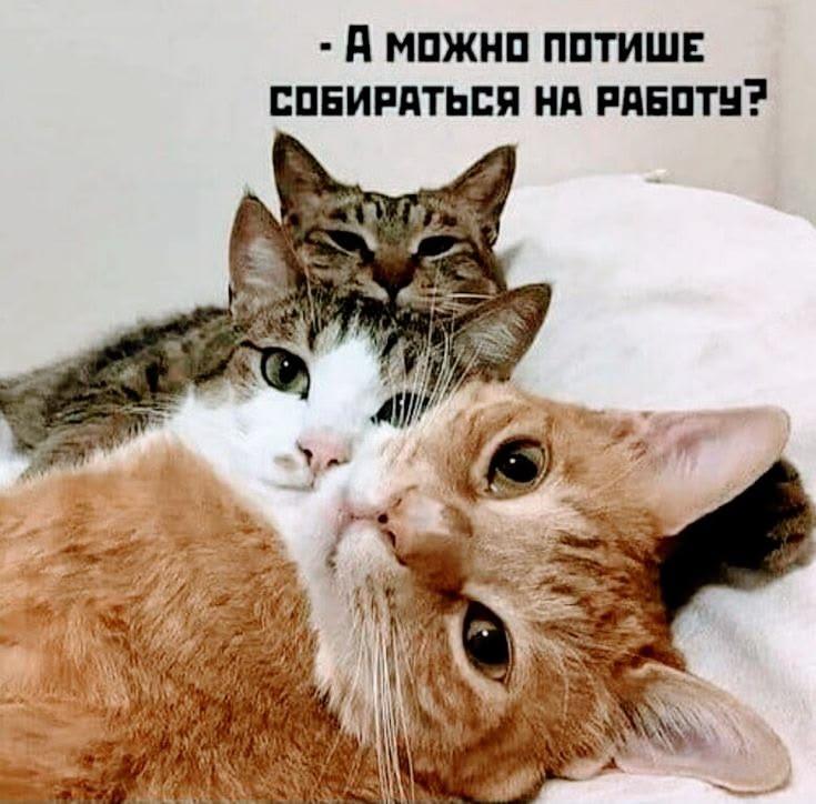 Коты и юмор :-) Здравствуйте, уважаемые, Приятного, времени, суток