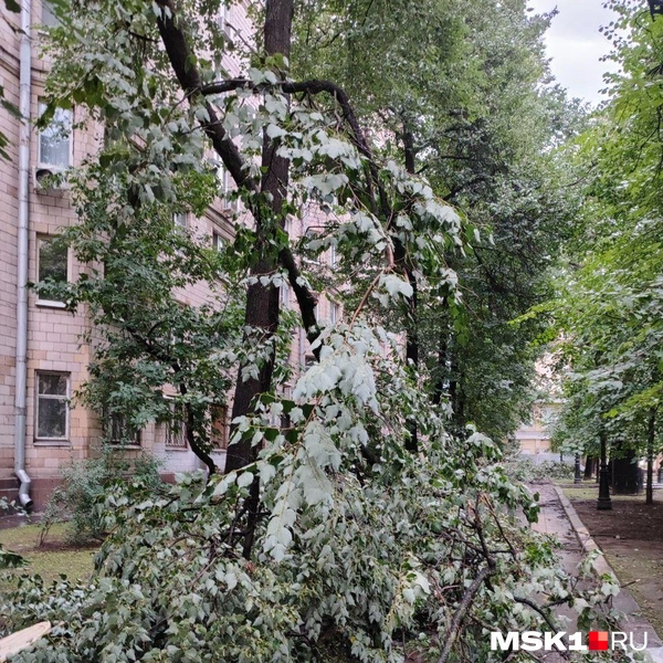 Источник: Артем Устюжанин / MSK1.RU