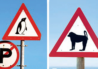 Осторожно: пингвины!