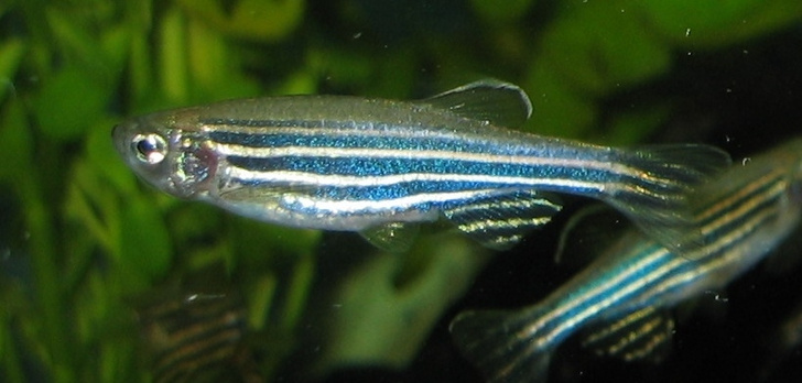 Ученые нашли признаки сознания у рыб