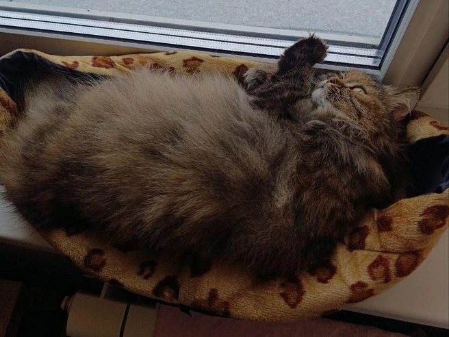 Котик явно удивлён внезапному наступлению зимы | Источник: читательница НГС Татьяна