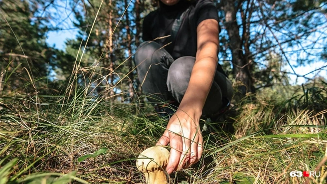 Какие грибы не доведут до больничной койки? | Источник: Роман Данилкин / 63.RU