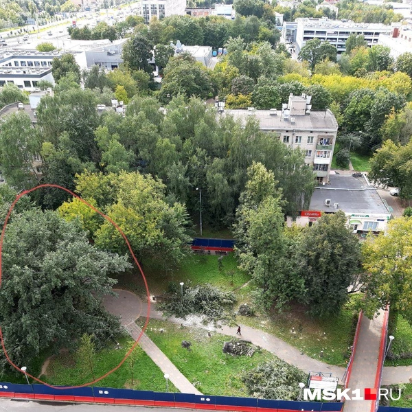 На фото жители отметили 200-летний дуб. Рядом с ним него почти не осталось деревьев | Источник: предоставлено MSK1.RU местными жителями