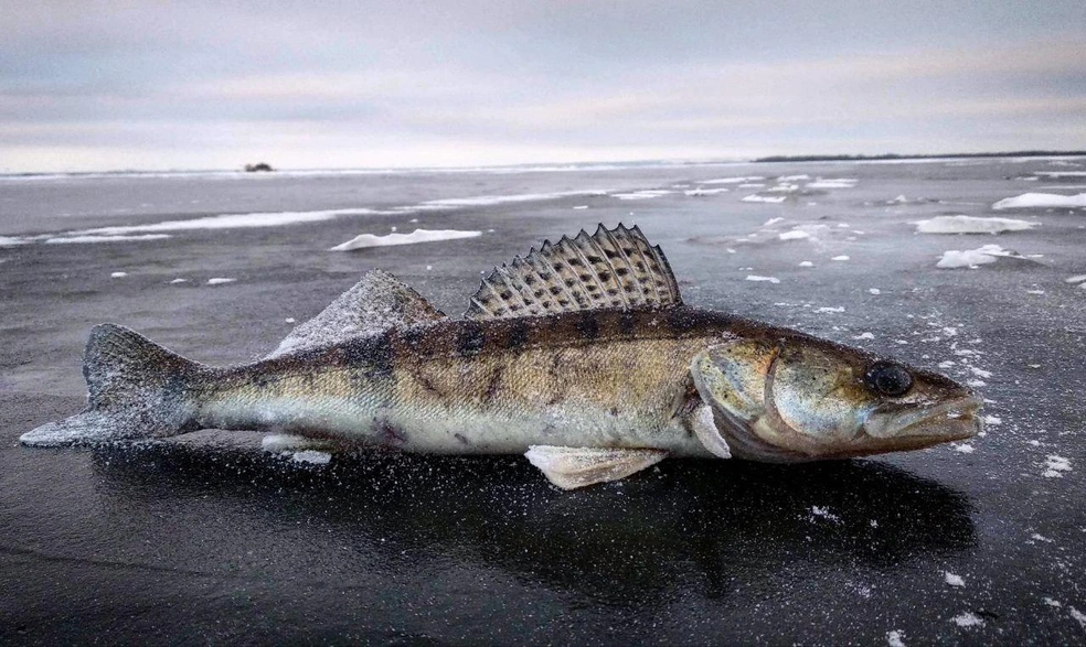 Рассказы про «воооот такую рыбу»&nbsp;— не байки | Источник: Fishgo.online