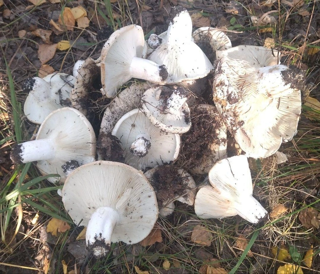 Вы только посмотрите, сколько груздей мужчине удалось собрать за раз!  | Источник: читатель 72.RU