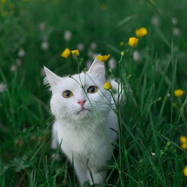 Как живет самая популярная кошка в России: 20 фото, которые вызывают зависть | Источник: личный архив