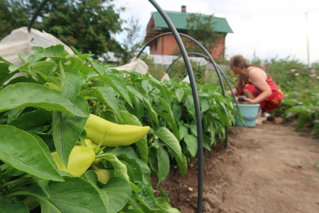 Как часто поливать перец в жару: секреты заботы о влаголюбивой культуре | Источник: kunilov