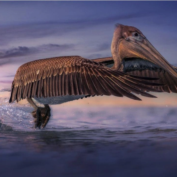Финалист в номинации «Дикие животные» | Источник: Jan-Tore Oevrevik / 1839 Awards Photographer of the Year 2025