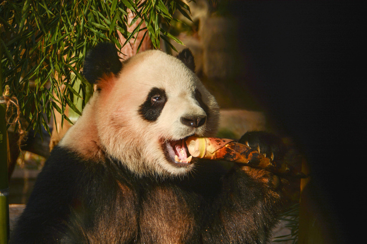 Панда из зоопарка Ханчжоу отмечает день рождения