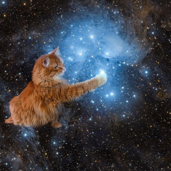 В октябре известный американский астрофотограф Эндрю МакКарти порадовал поклонников подборкой коллажей со своим рыжим котом Грегори | Источник: Andrew McCarthy