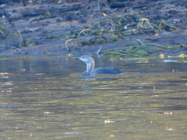 Последний раз замечали больше 10 лет назад: очень редкий гость посетил Ленобласть | Источник: ФГБУ «Нижне-Свирский государственный заповедник»