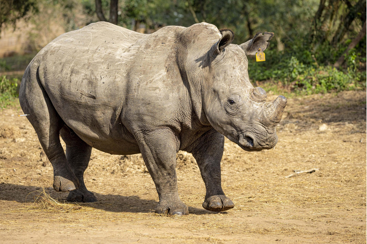 Почти вымерший вид носорогов пытаются спасти с помощью ЭКО: что может пойти не так?