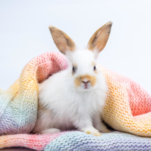 Подсказка от символа года: выберите кролика и узнайте, какие действия помогут вам стать счастливой в 2023-м