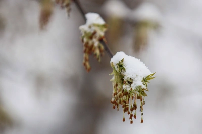 В Омске март будет холоднее нормы