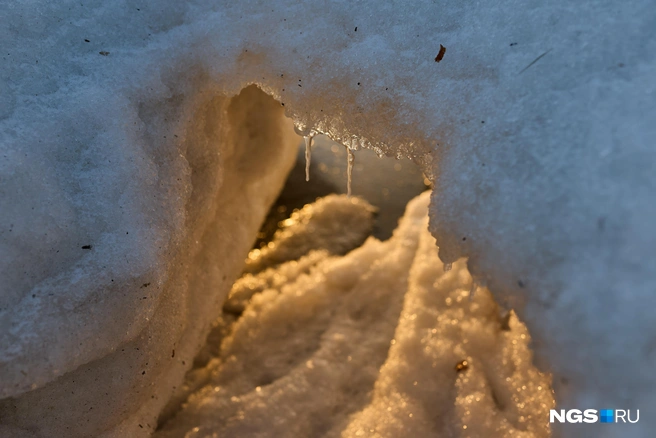 Источник: Александр Ощепков / NGS.RU