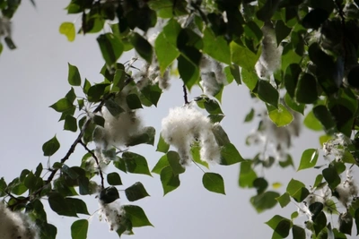 В Чите старые тополя заменят на беспуховые
