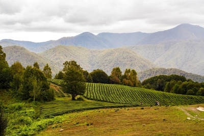 Court arrests suspects in Sochi land fraud case