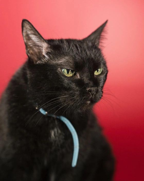 Кошечка знает лоток, привита, стерилизована, от паразитов обработана и проверена на основные хронические вирусы | Источник: Котейня «ЧуКОТка» | котокафе Самара