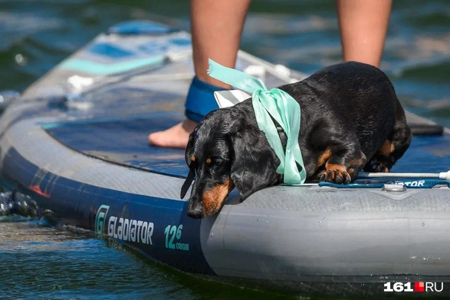 Источник: Евгений Вдовин / 161.RU