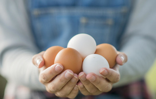 Мыть или не мыть: почему нельзя варить куриные яйца сразу из упаковки