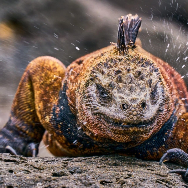Финалист в номинации «Дикая природа» | Источник: Arturo de Frias / Ocean Photographer of the Year 2025
