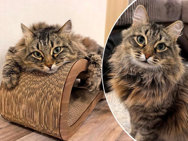 Кот кастрирован и приучен к лотку | Источник: «Кошки в дар (Новосибирск) от „Потеряшка-НСК“» / Vk.com