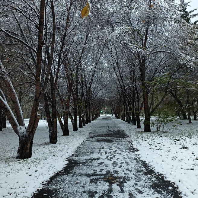 Мир стал черно-белым, но от этого он не стал менее ярким | Источник: читатель НГС