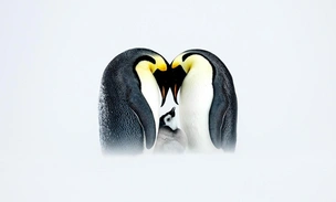 Объявлены победители 30-го конкурса фотографий дикой природы Nature’s Best Photography Awards: спешите полюбоваться на лучшие снимки финалистов