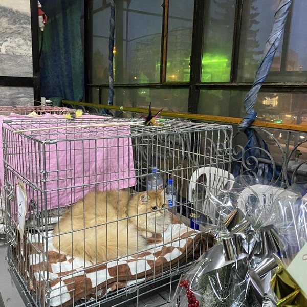 Источник: Ирина Господаренко / NGS22.RU