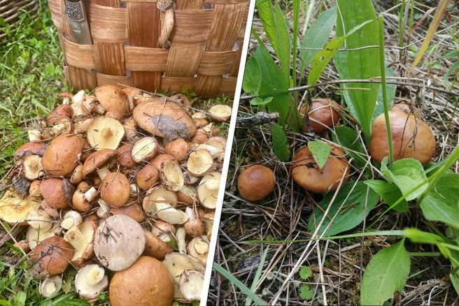 Грибов еще немного, но корзинку насобирать можно  | Источник: Любовь Петрова 