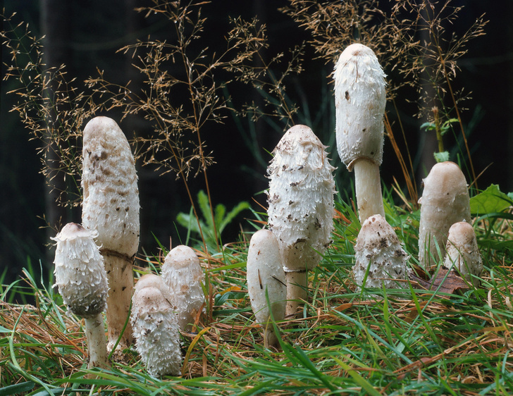 Умеют загорать, гулять и рыбачить: 8 фактов о грибах, которые вы точно не знали
