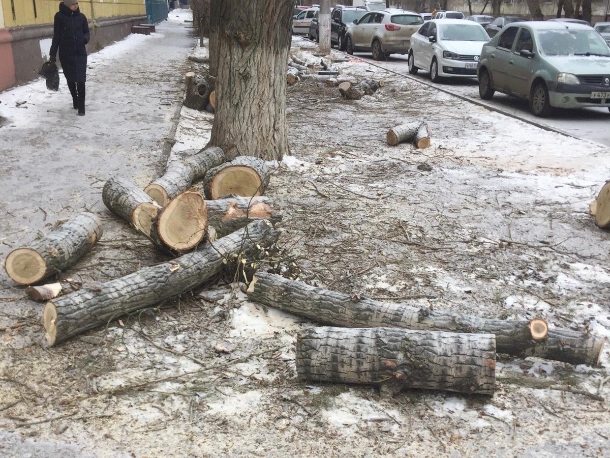 Чиновников Волгограда обвинили в убийственной обрезке деревьев города - 13  января 2023 - V1.ру