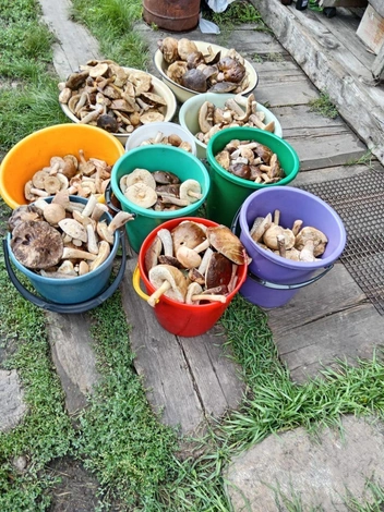 И на жарёху, и на засолку хватит | Источник: читатель «Чита.Ру»