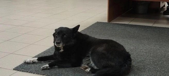 Боня встречает сотрудников подстанции после вызовов | Источник: пресс-служба Минздрава Новосибирской области