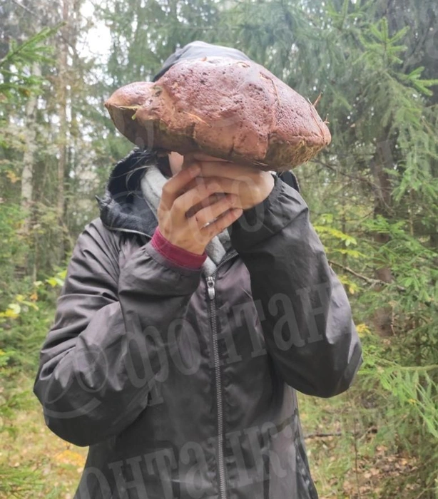 Вооот такой гриб! Под Петербургом нашли боровик-гигант | Источник: читатель «Фонтанки»