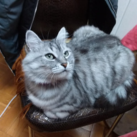 Аватарка Kitty-wife