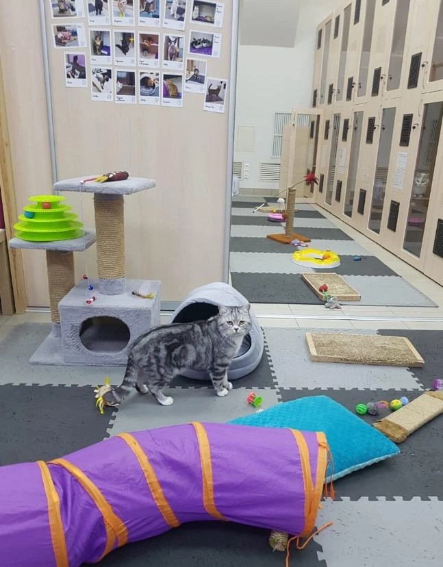 Дляя кошек есть отдельная гостиница | Источник: Фотография от Flamp / 2ГИС