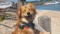 Самые смешные собаки-улыбаки за всю историю конкурса Comedy Pet Photography Awards