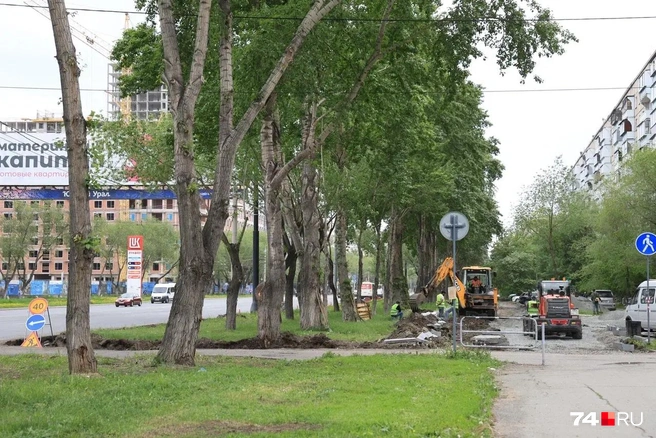 Старым деревьям такой подкоп вряд ли на пользу | Источник: Михаил Шилкин