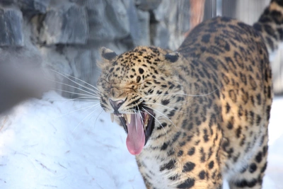 Леопард в Приморье пытался проникнуть в дом и съел гуся