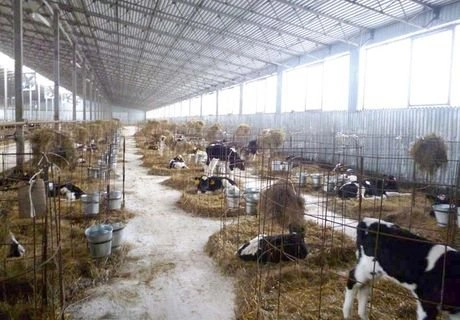 В Старожилове открыли комплекс на 900 коров | ya62.ru