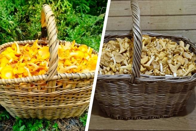 Грибники предупреждают: охота на «лис» открыта | Источник: Андрей Игоревич, Грибы Ярославской области 2025 / Vk.com, Андрей Бойцов, Грибы Ярославской области / Vk.com