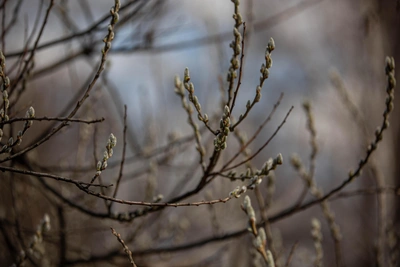 Новосибирск ждет потепление до +13 и похолодание до -1