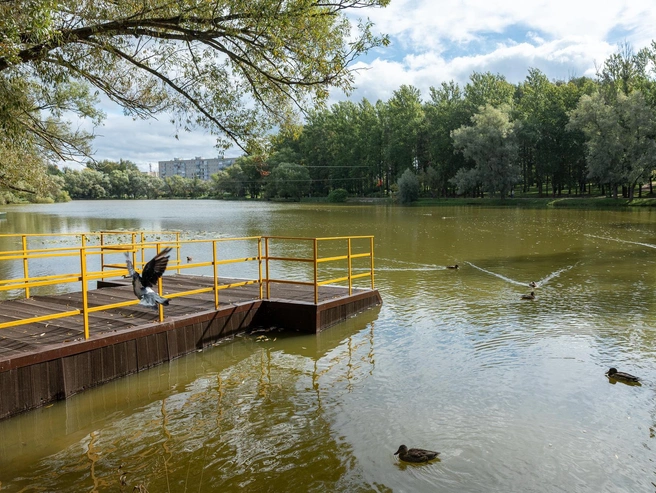 Утки медленно плывут по пруду, а голуби кружат над водой | Источник: Александр Куренной / 76.RU